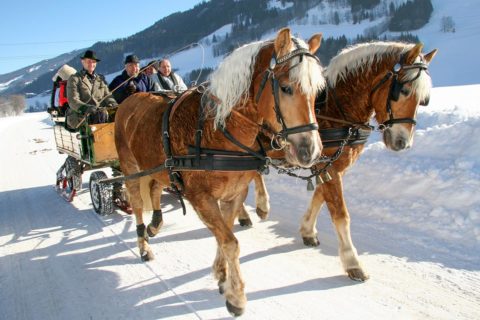 Pferdeschlittenfahrten - Winterurlaub in der Urlaubsregion Schladming-Dachstein